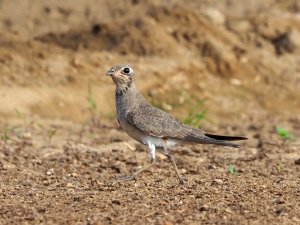 Collared pratincole