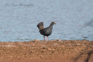 Black-tailed Native -hen