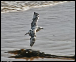 Gull landing