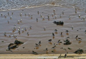 Knot and Turnstone