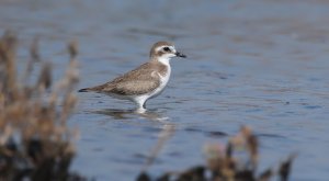 Lesser Sand-Plover