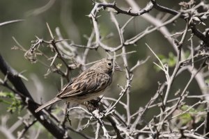 Band-tailed Sierra-Finch
