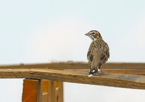 Lark Sparrow.jpg