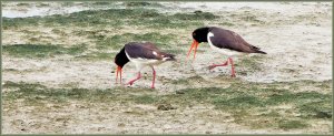 Oystercatchers performing the piping call