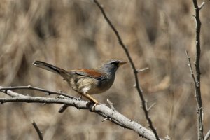 Great Inca-Finch