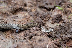 Male adder