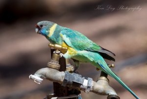 Australian Ringneck