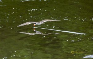 Black Skimmer