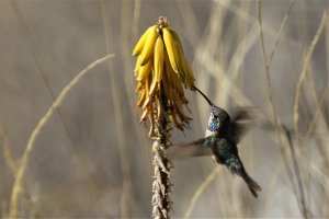 Purple-collared Woodstar