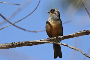 Rusty-bellied Brush-Finch