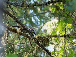 Spotted nutcracker