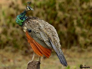 Rain-soaked Peafowl