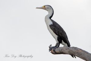 Pied Cormorant