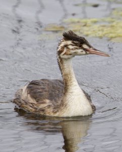 great creasted grebe