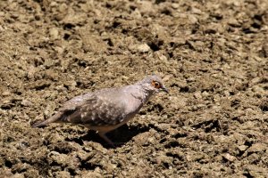 Bare-faced Ground-Dove