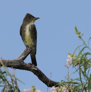 Olive-sided Flycatcher