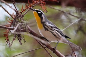 Yellow-throated warbler