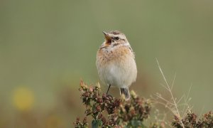 Whinchat