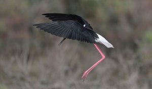 Black-winged stilt