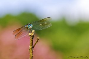 Dragonfly and habitat