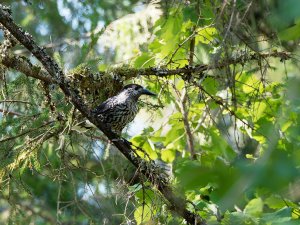 Spotted nutcracker