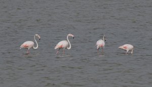 Greater Flamingo