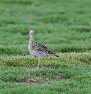 Upland Sandpiper (frontal view).jpg