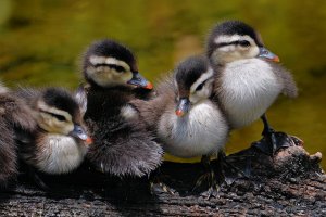 Wood duck ducklings