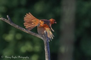 Northern Cardinal