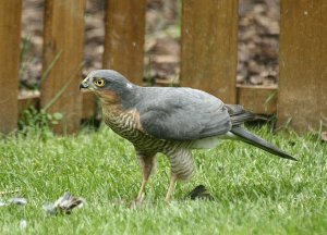 Sparrowhawk