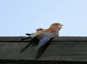 Broad-billed Roller