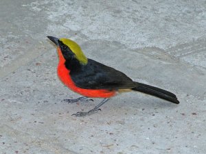 Yellow-crowned Gonolek