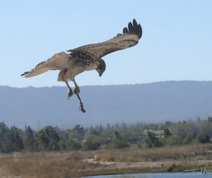 Juvenile Red-tailed Hawk with lunch