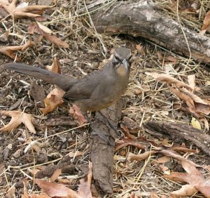 California Thrasher