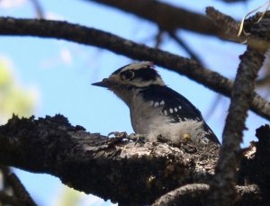 Confiding Downy