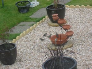 Sparrows Bathing