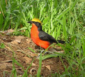 Yellow-crowned Gonolek