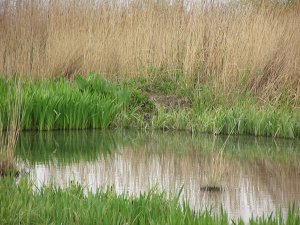 Great Bittern