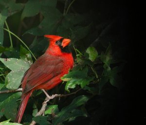 Early morning cardinal