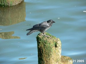 American Crow