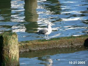 California Gull and the River