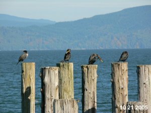 Double-crested Cormorants