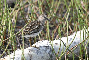 Least Sandpiper