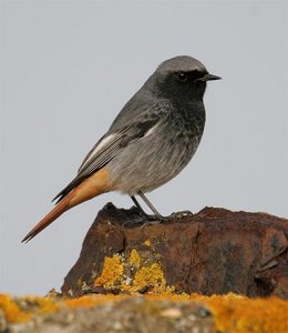 Black Redstart