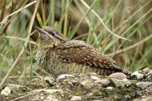 Wryneck