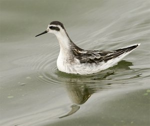 Red-necked Pharlarope