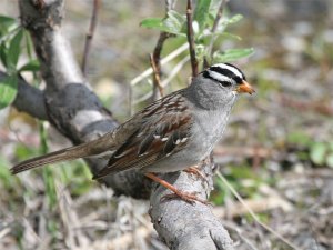 White-crowned sparrow