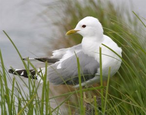 Short-billed Gull