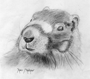 Young Hoary Marmot
