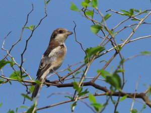 Woodchat shrike